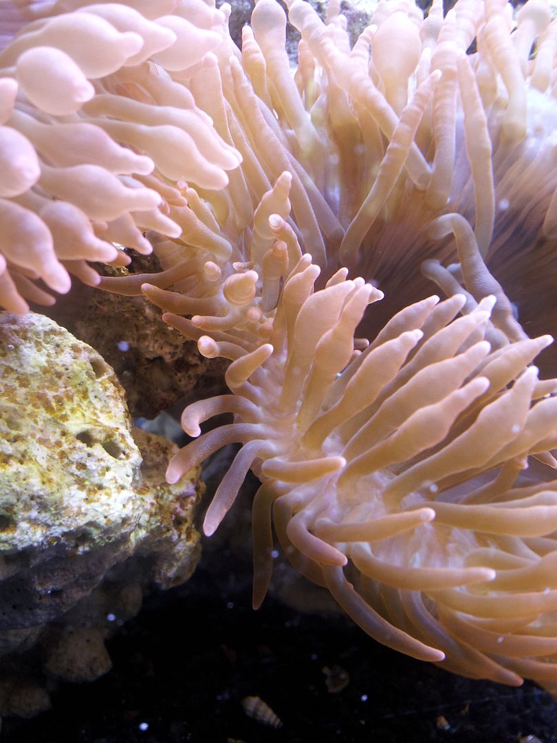 anemone/rbta splitting General Discussion WAMAS Forums